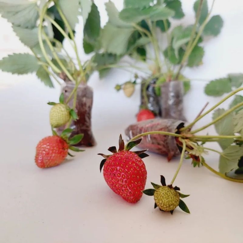 

KEBUN DZAKI - Strawberry Mencir Sudah Berbuah