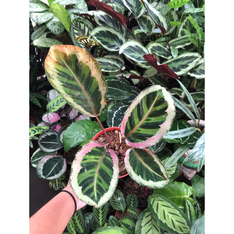 calathea angela