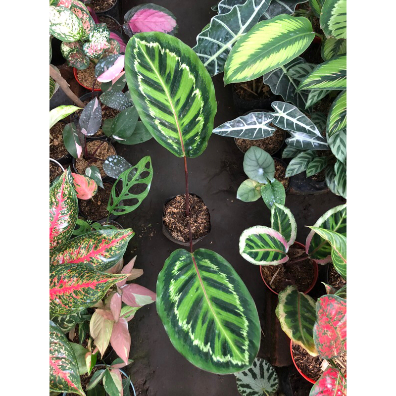calathea linden