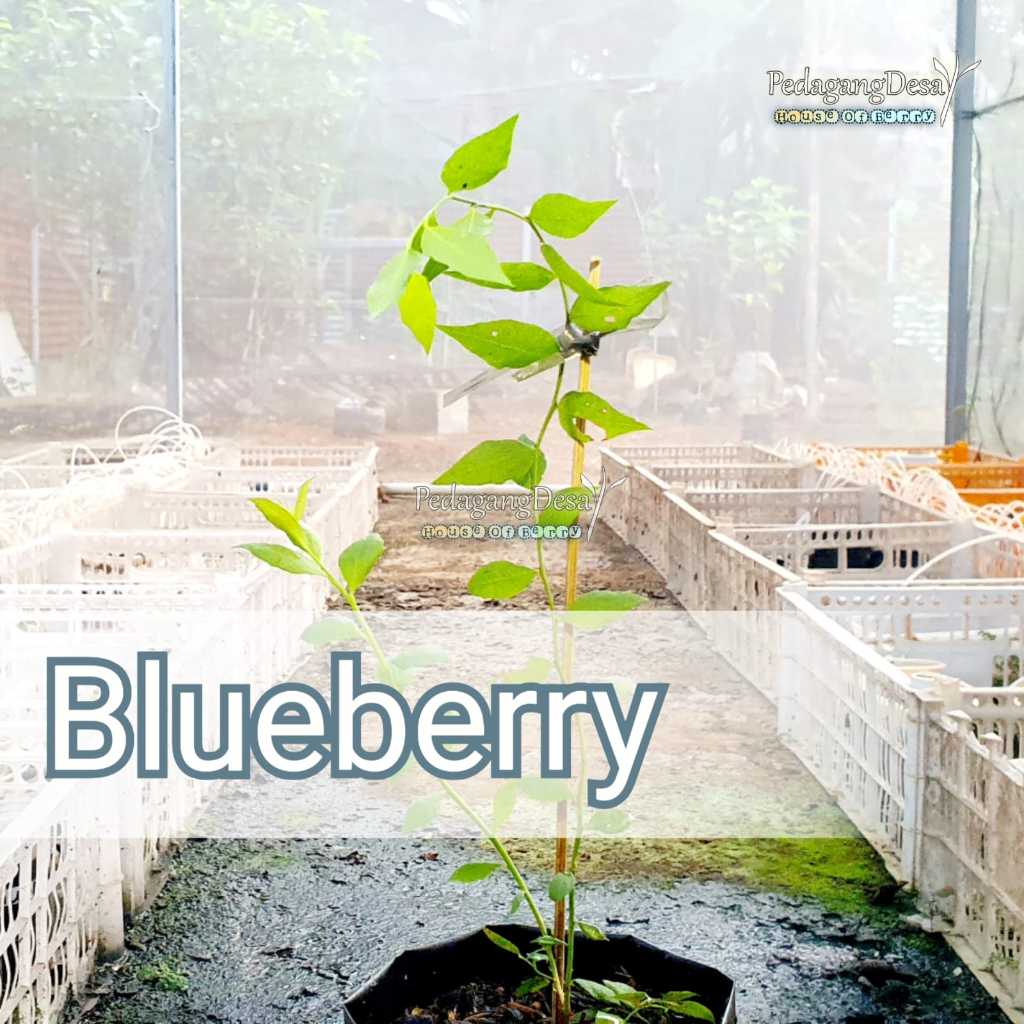 Bibit Blueberry MAROKO Import Original | Dataran Rendah / Tinggi | Bibit Blue berry Import | Pedagan