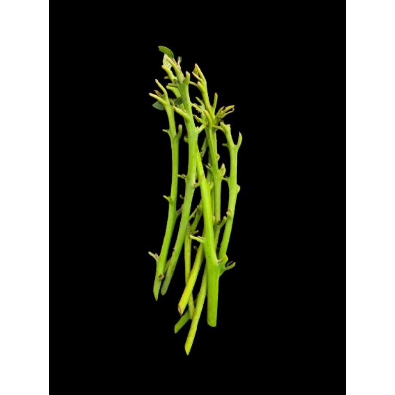 Entres Alpukat {PILIH SENDIRI} Catalina .Nikol.Hongngock.Cuba.Redvi .Miki.Kelud.Pangeran.Kendil.