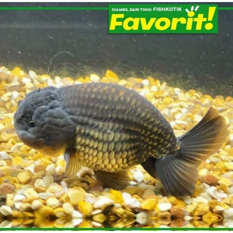 Paket Koloni (isi 10) Baby Koki Black Ranchu Ikan Hias Aquascape Hiasan Aquarium Tanaman Air