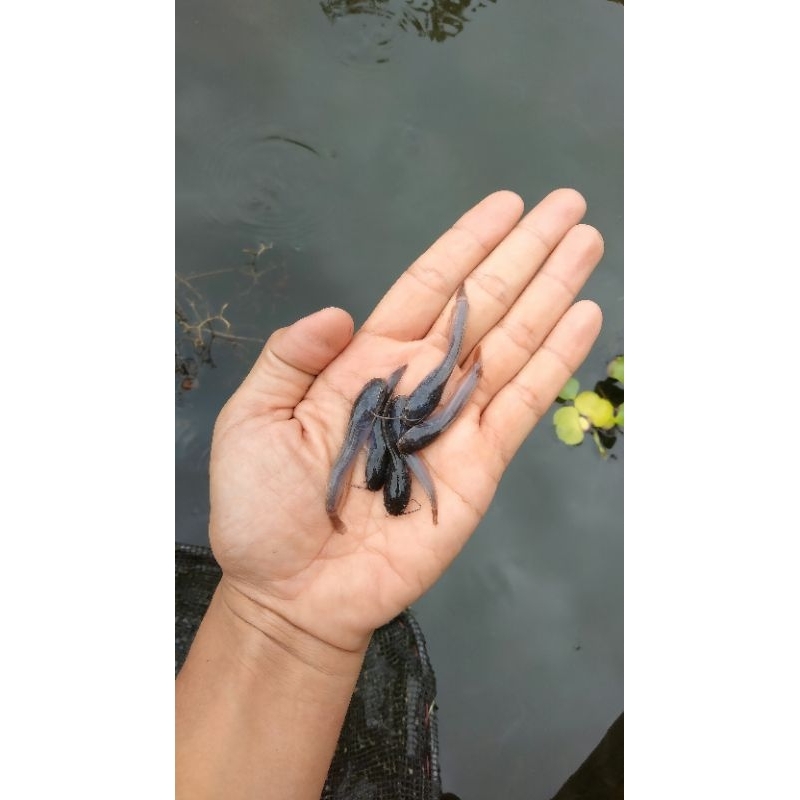 BIBIT/BENIH IKAN LELE SANGKURIANG/MUTIARA (GARANSI KEMATIAN).