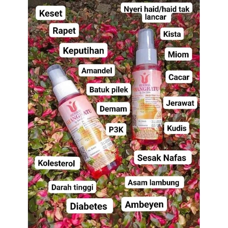 

Herbal Shangratu atasi semua keluhan insya Allaah