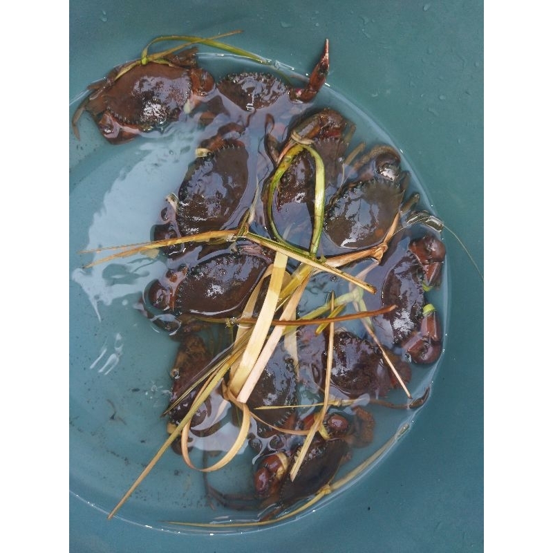 

kepiting/kg