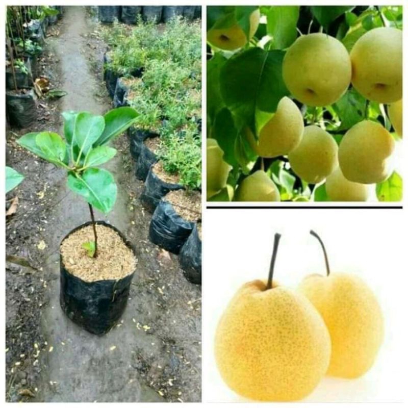 Bibit buah pir kondisi sudah siap berbunga