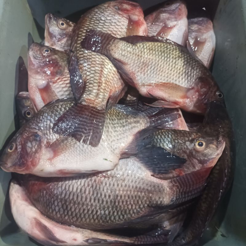 

ikan mujaer tawar, fresh - 500gr isi 2