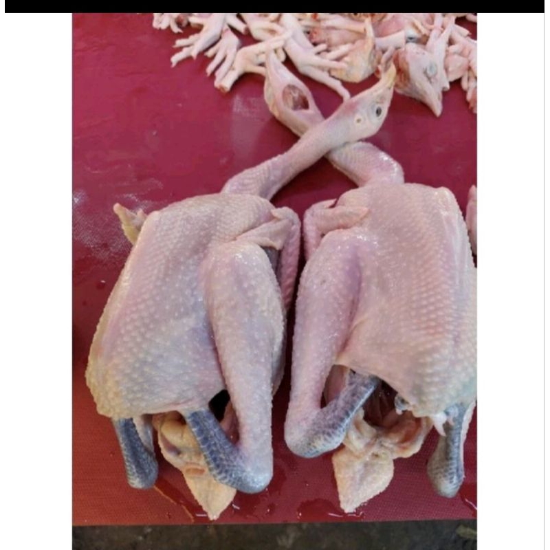 

ayam kampung 1 ekor ukuran sedang