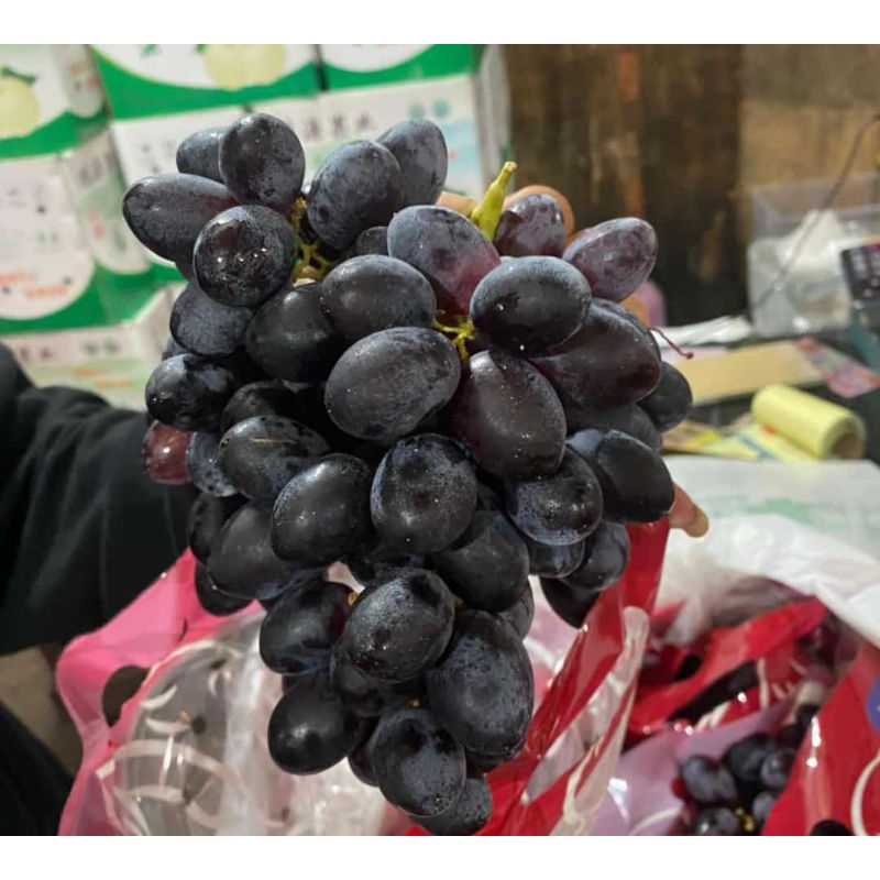 

Anggur black Autumn seedless