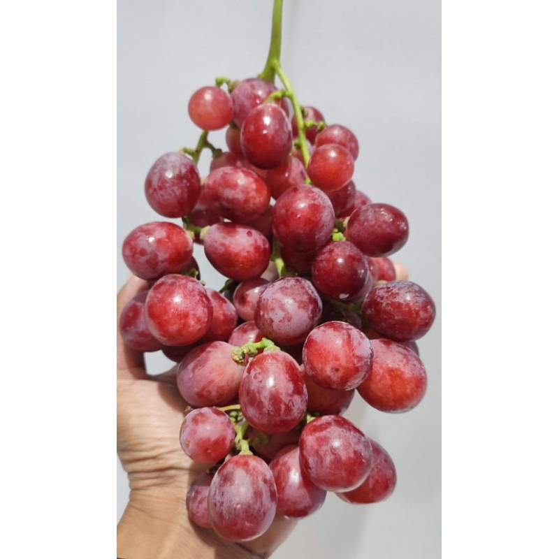 

Anggur red globe rrc