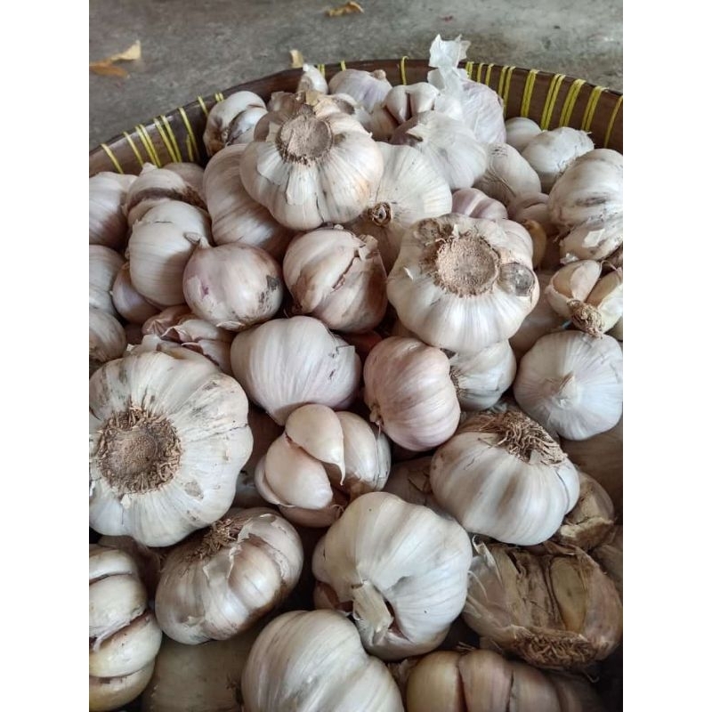 

Bawang putih