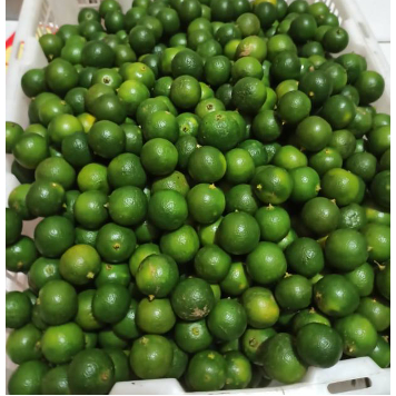 

Jeruk kasturi 1kg/ Jeruk kunci/ Lemon Cui/ Jeruk sonkit