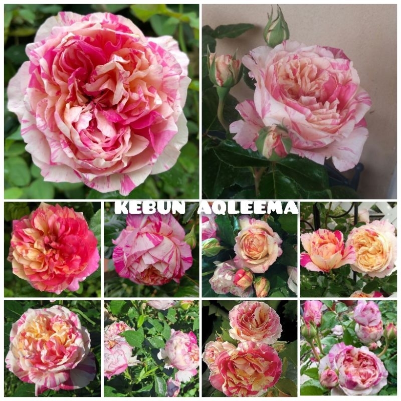 Mawar Import Julie Andrieu - Mawar Rambat