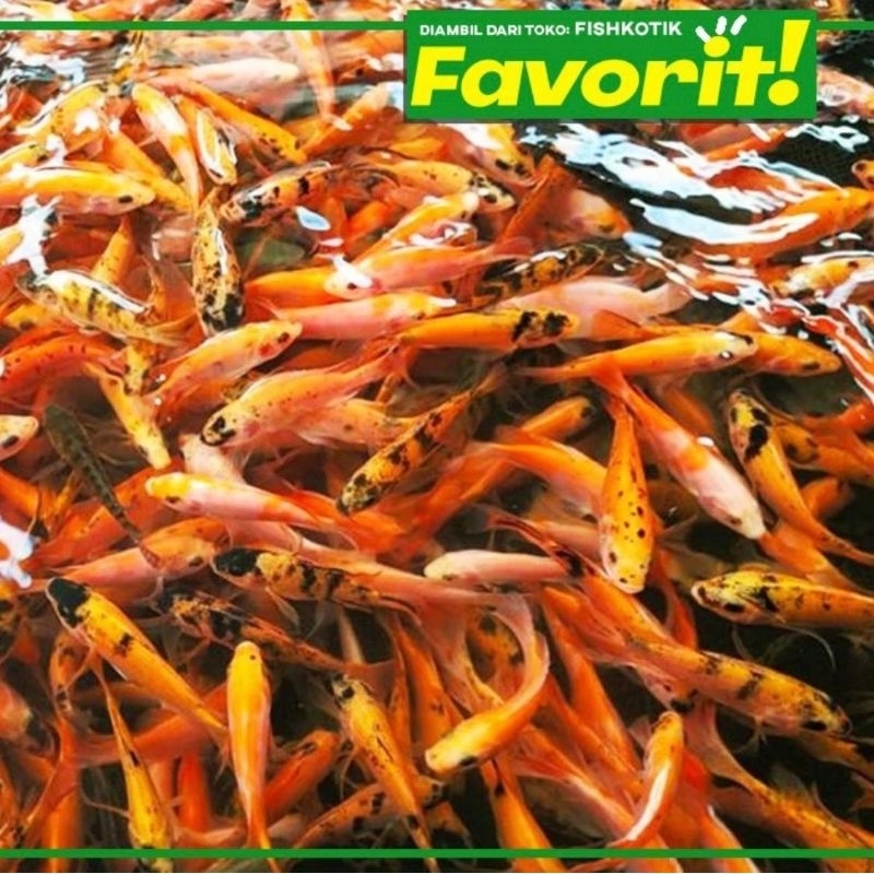 Baby Nila Merah Bangkok Ikan Hias Kolam Aquaponik Hiasan Aquascape