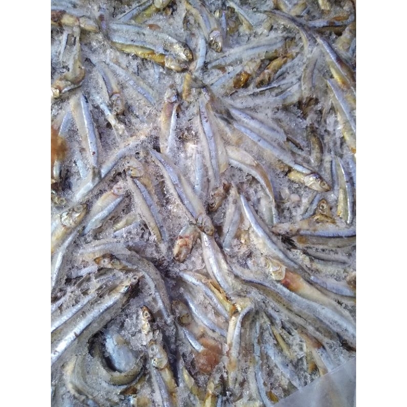 

ikan teri jumbo frozen 1kg anchovy