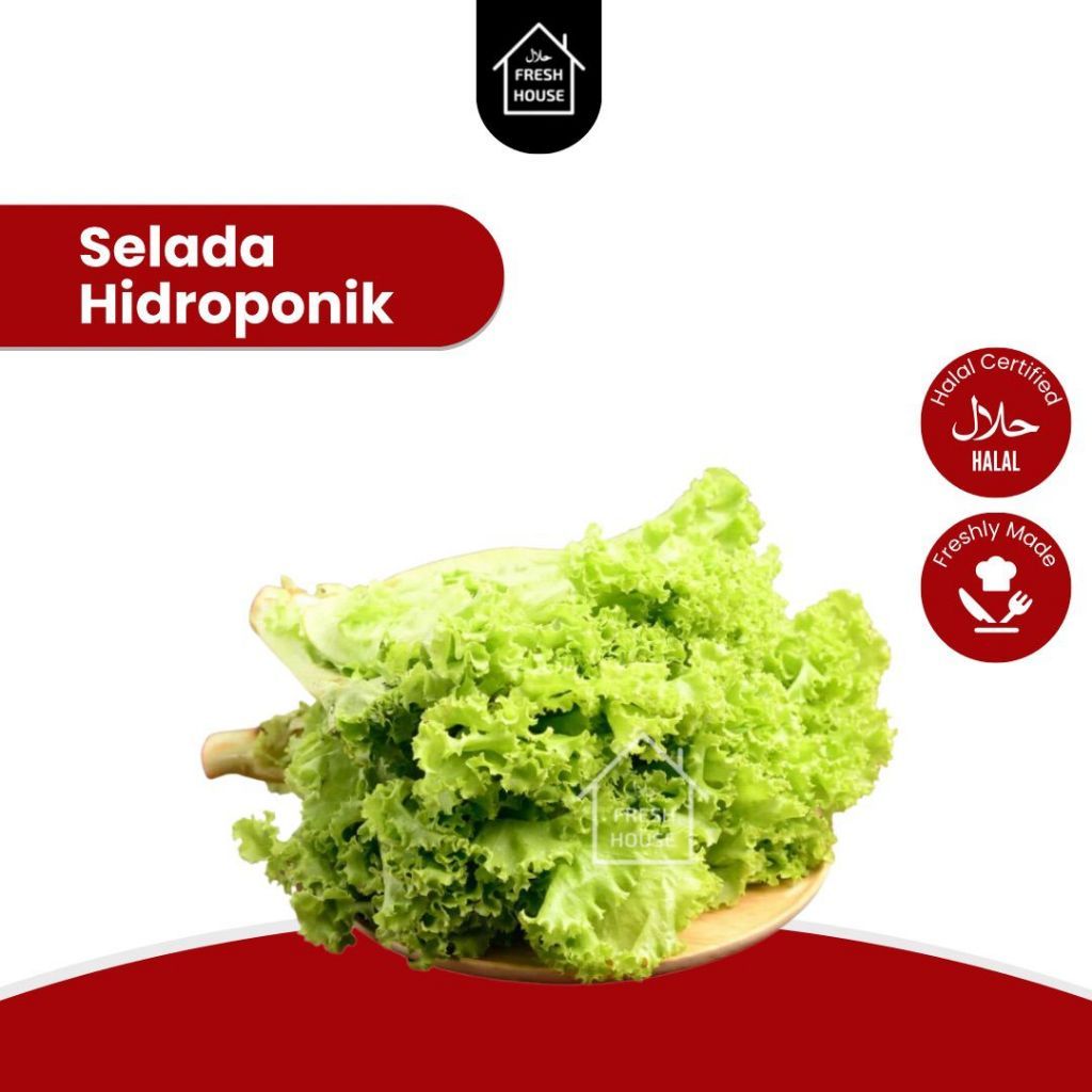 

HIDROPONIK SELADA KERITING FRESH