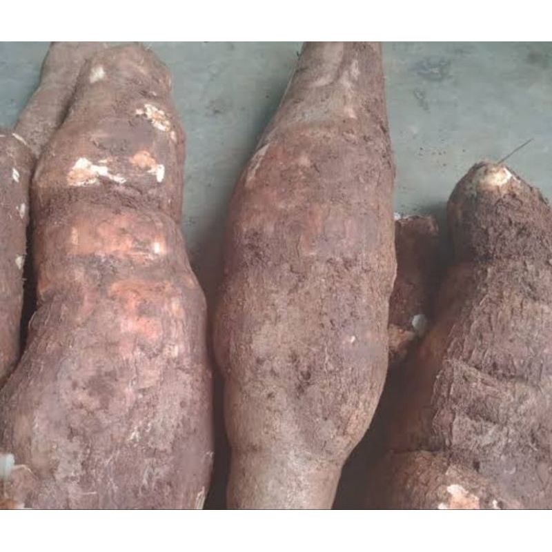 

Umbi singkong racun / singkong sapi kuru segar 500 gram