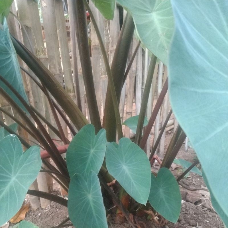 Bibit talas Bogor bentul ungu