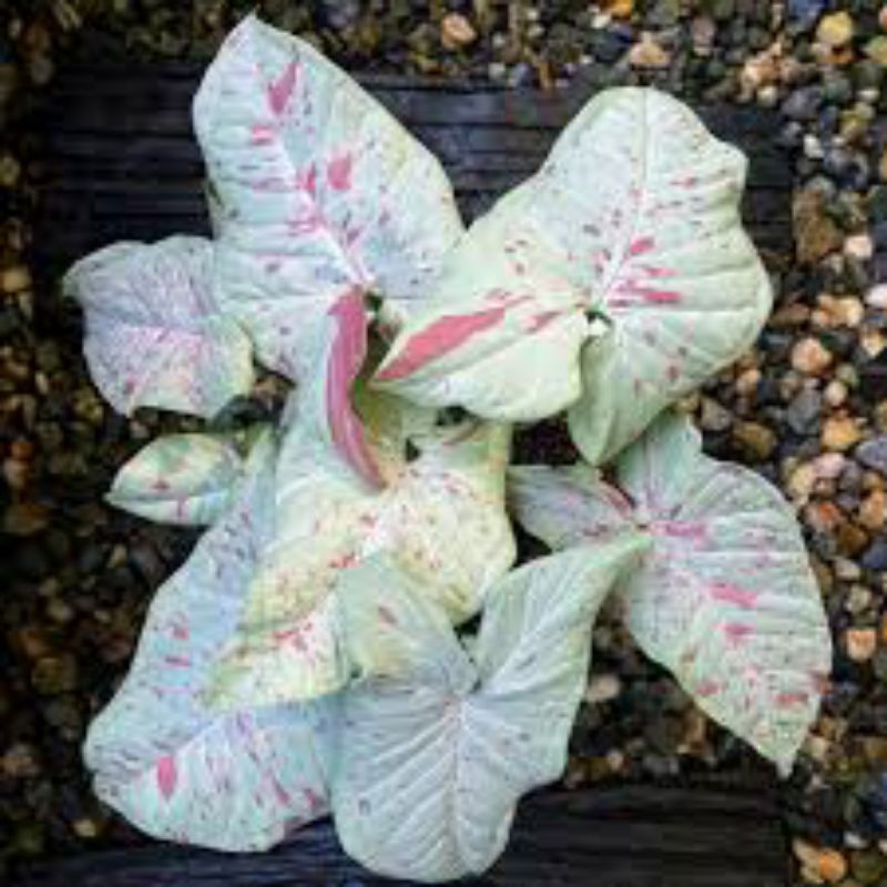 singonium milk confetti