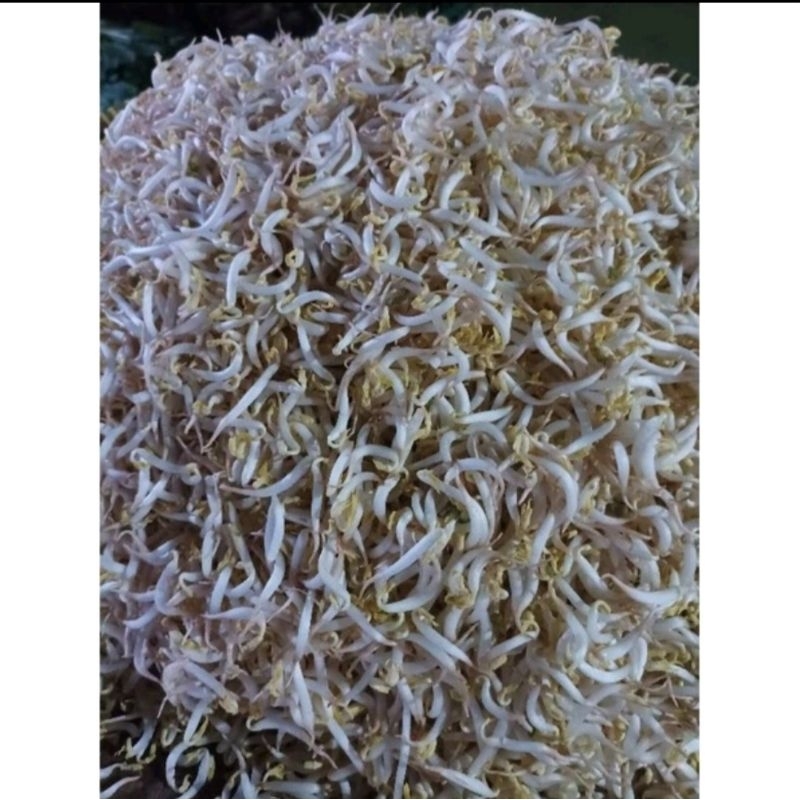 

tauge fresh batam