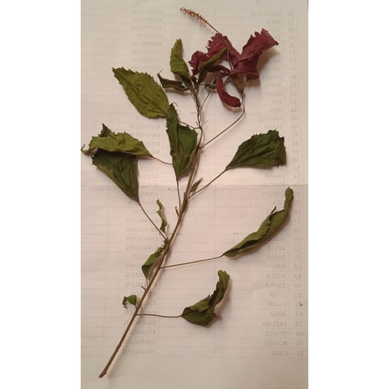 TANGKAI DAUN DAN BUNGA SEPATU MERAH KERING