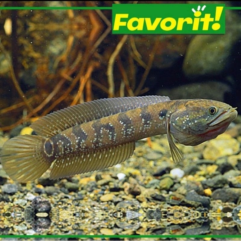 Baby Channa Asiatica WS Ikan Hias Predator Hiasan Aquarium Aquascape