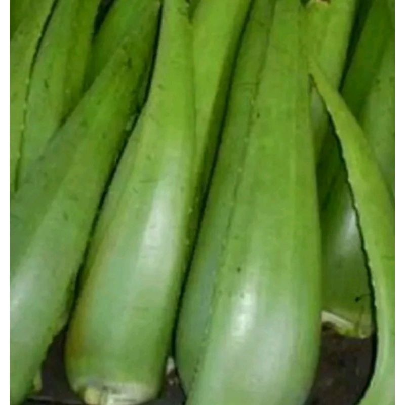 

Dewataherbal - Daun Lidah Biaya Segar 1 Ruas