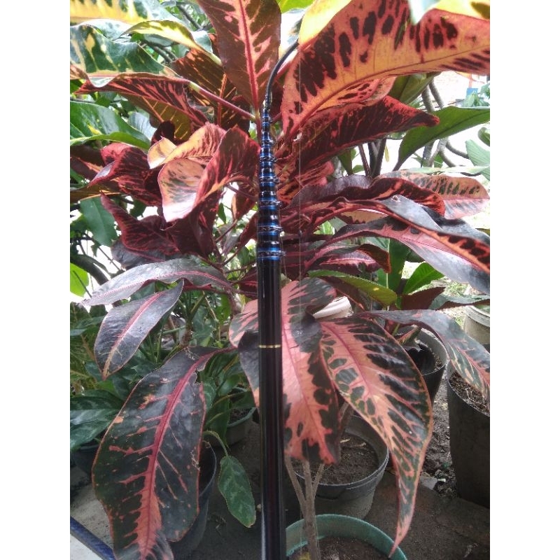 Tegek Oregon ikan mas 450