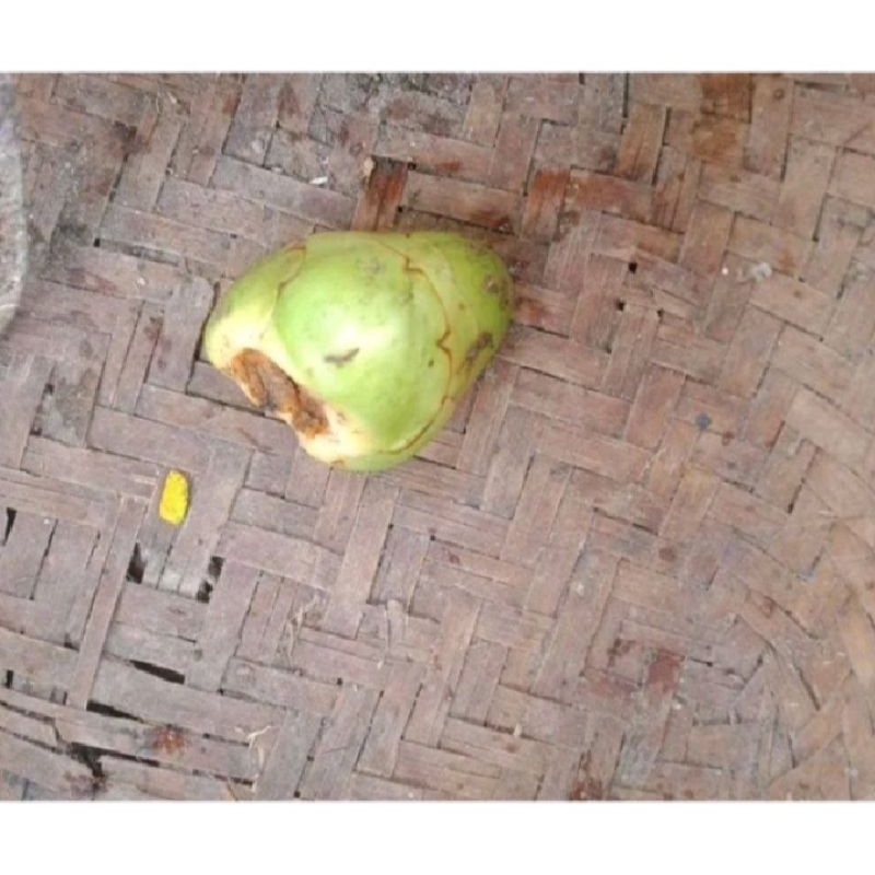 

Beluluk kelapa kelapa kecil tembuluk organik untuk obat herbal
