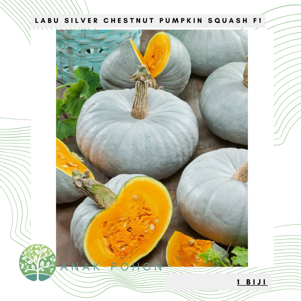 Benih Bibit Biji - Labu Silver Chestnut Pumpkin Squash F1 Kastanye Kaboca Perak Hibrida Seeds - IMPO