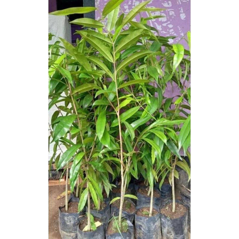 bibit tanaman kayu Gaharu Malacensis super unggul gaharu super