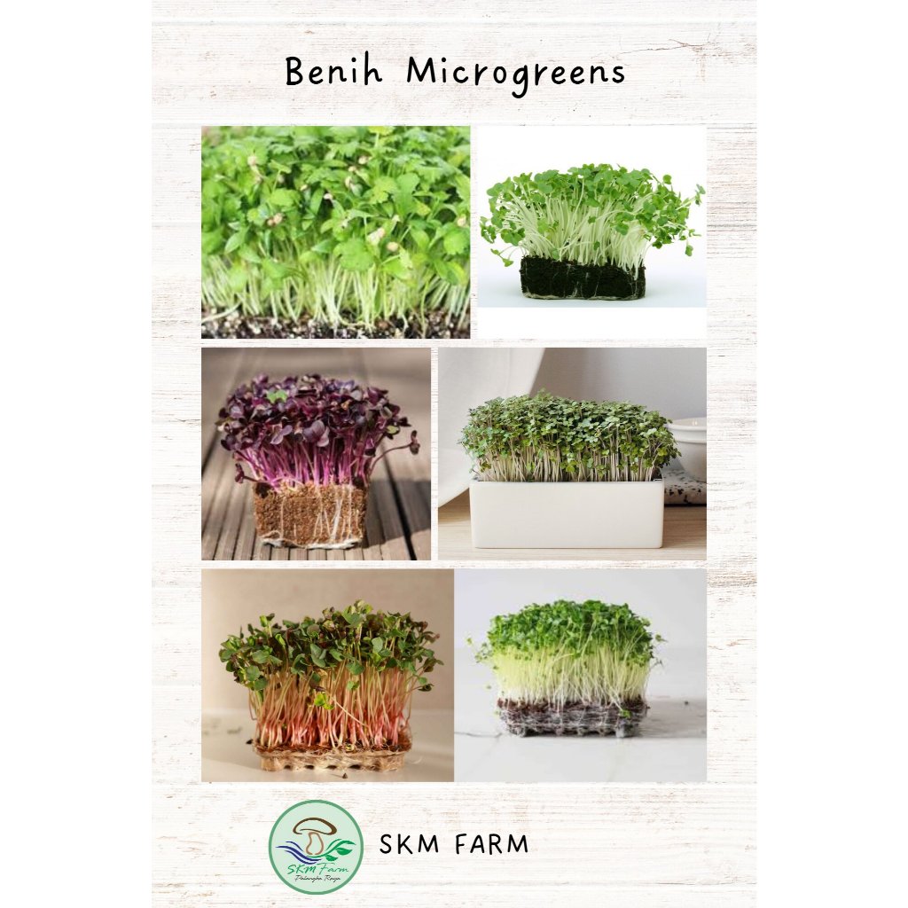 Aneka Benih Microgreen