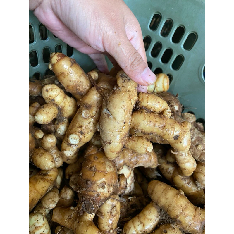 

Temu putih segar Curcuma zedoaria 1kg