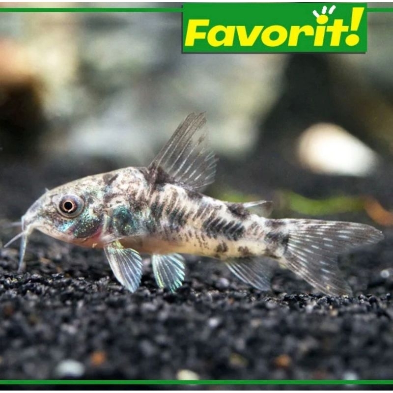 Corydoras Palaetus Jumbo Indukan Ikan Hias Aquascape Hiasan Tanaman Aquarium