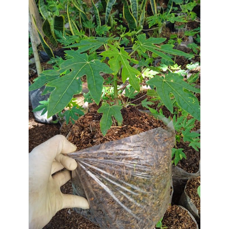 Pepaya California bibit pohon Pepaya California