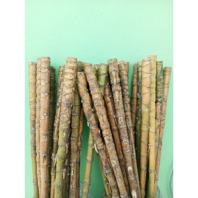 gagang joran bambu cendani BIG SIZE XXXL