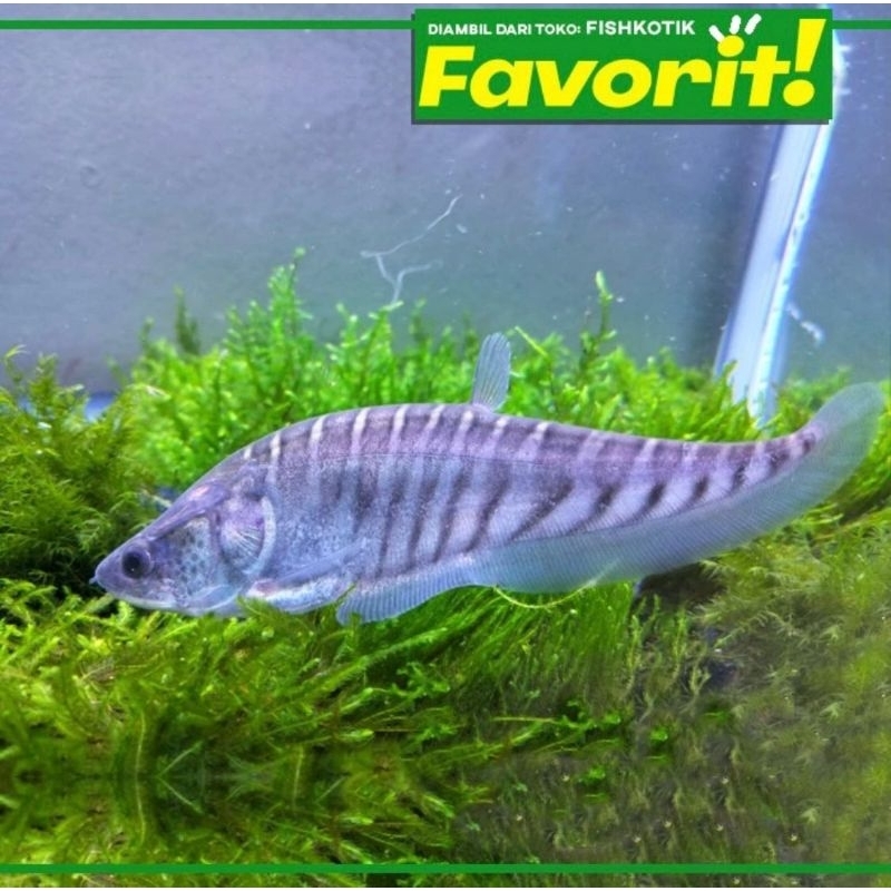 Belida Bangkok 6-7cm Ikan Hias Predator Hiasan Aquarium Aquascape