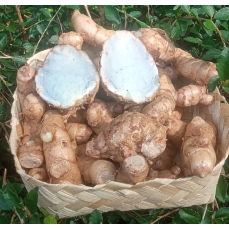 

Temu Ireng temu hitam herbal alami