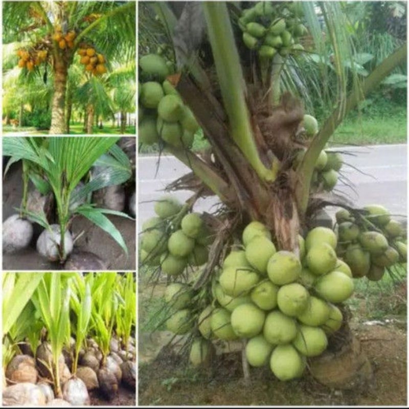 bibit kelapa hibrida super genjah