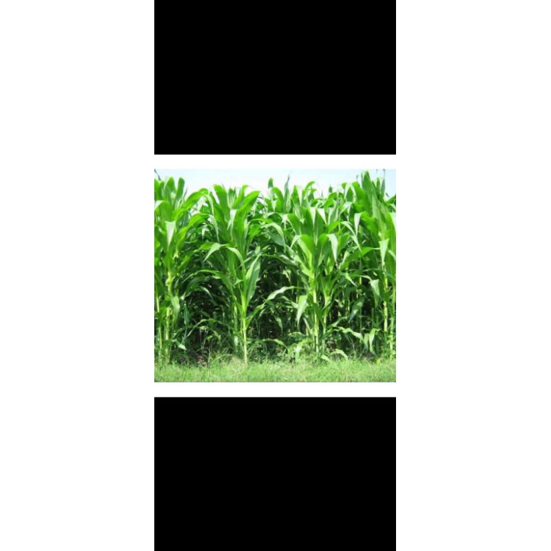 

Benih Jagung Eceran Siap Tanam Original