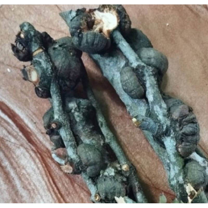 

Akar benalu jeruk segar / bonggol benalu jeruk-az