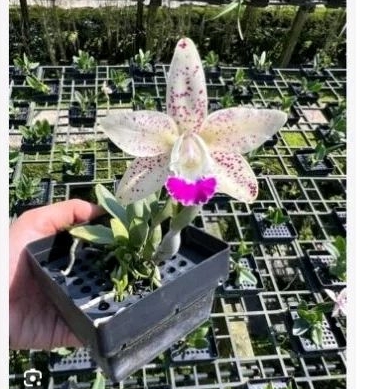 CATTLEYA | ANGGREK CATTLEYA JAIRAK CUTE