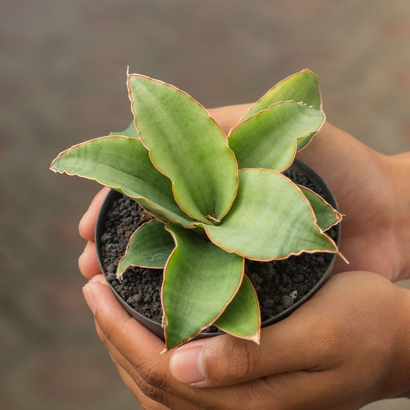 SANSEVIERIA ROSALIE ( POT 10 CM )