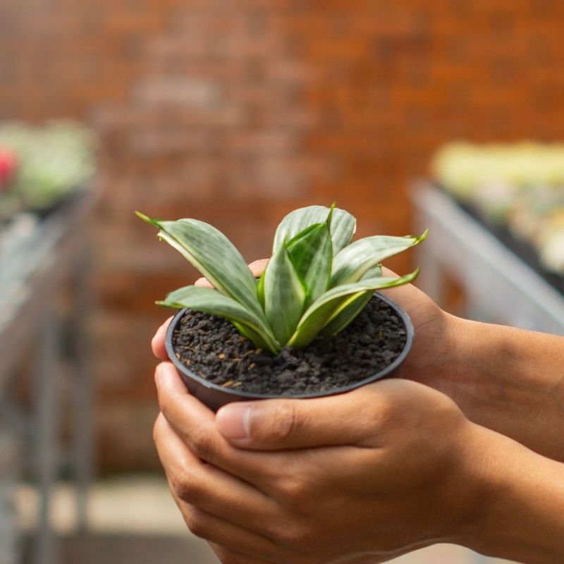 SANSEVIERIA SILVER FROST ( POT 10 CM )