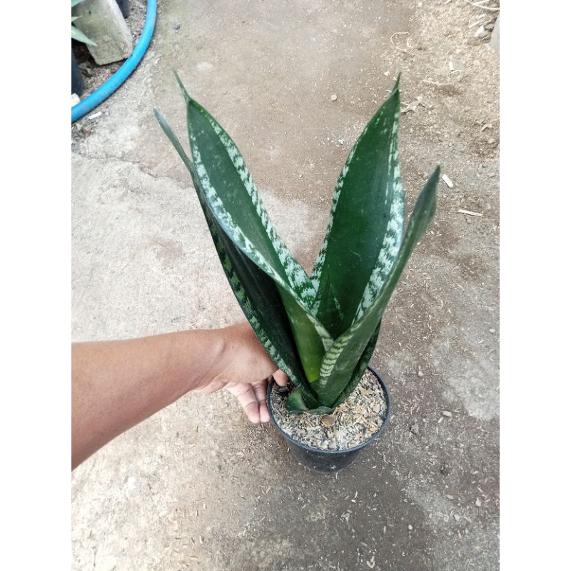sansevieria whitney