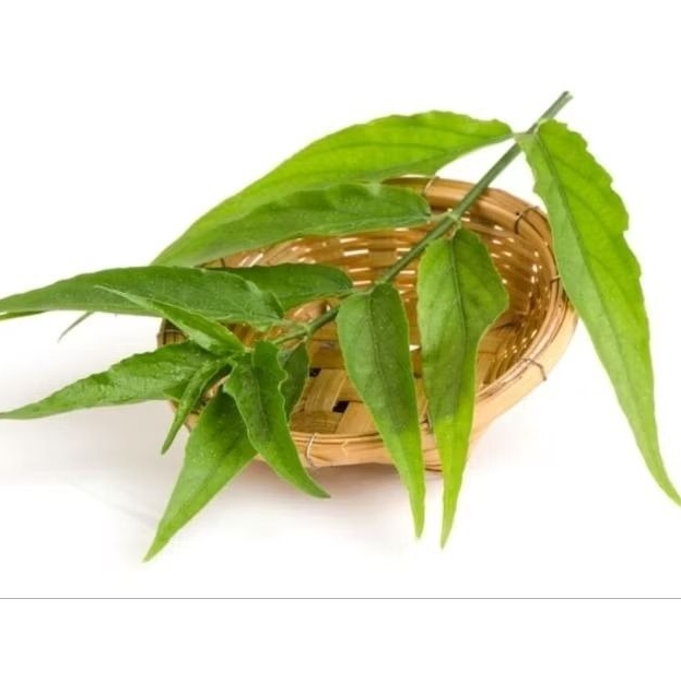 

500gram Daun Balalai Gajah - Daun Kalingsir - Segar - Obat Ampuh