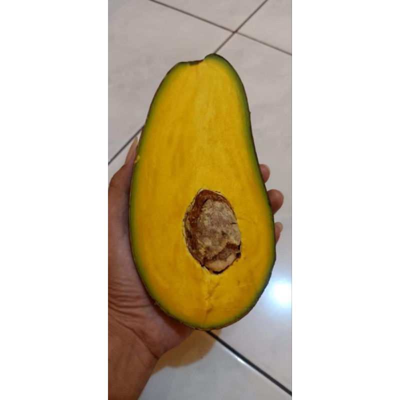 BIBIT ALPUKAT SWY 02