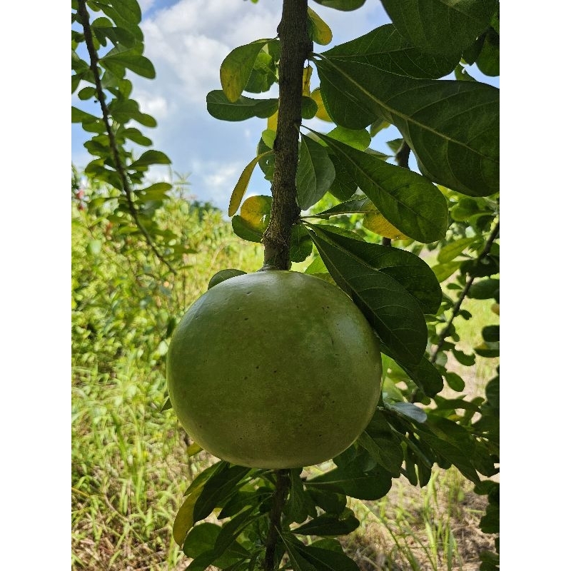 

buah mojo