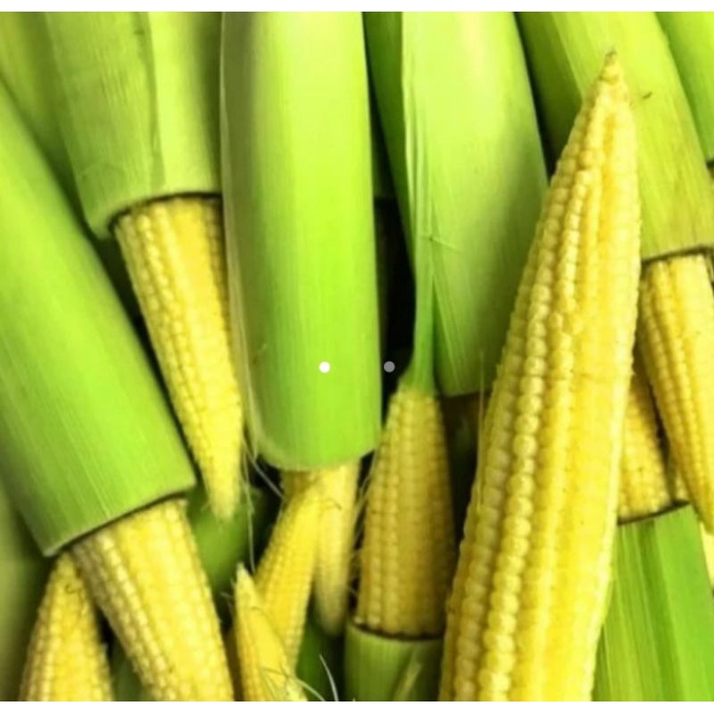 

Jagung Kecil / Baby Corn Tidak Kupas