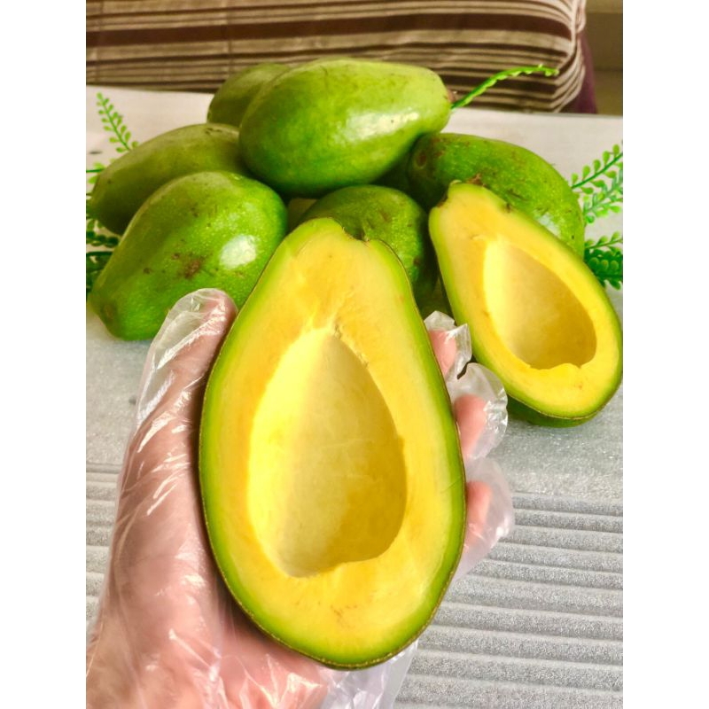 

ALPUKAT MENTEGA